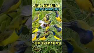 Download lagu Suara Pikat Sogon Paling Ampuh Atasi Sogon Susah Turun#shorts #pikatburung #birds #sogon #pikatsogon mp3