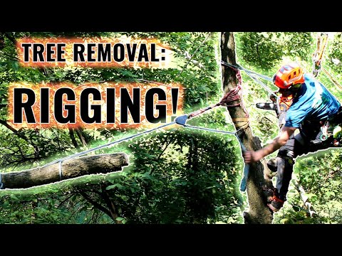 Tree Work: Rigging in Trees!