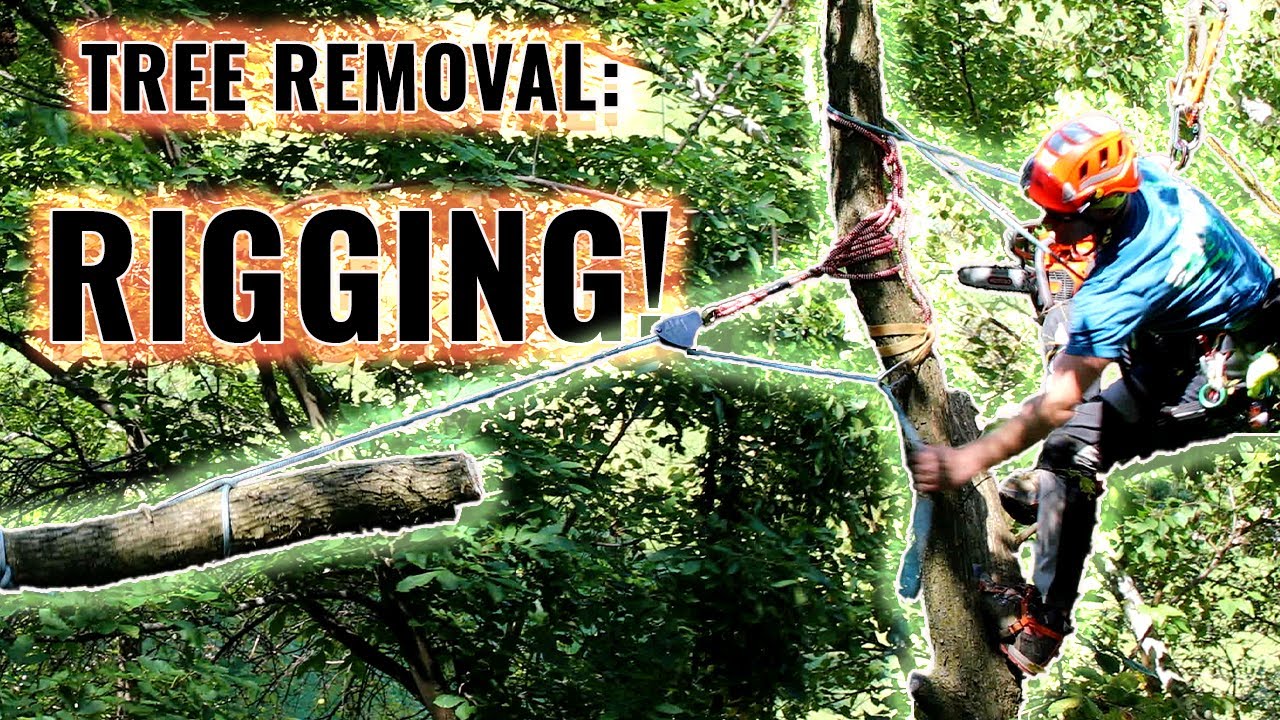 Tree Work: Rigging in Trees!