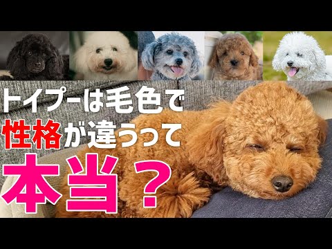 プードルの種類 - トイ、ドワーフ、ミディアム、スタンダード