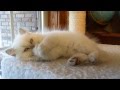Inspiration Lilac Point Himalayan, Video Himalayan Cat Bath terupdate!