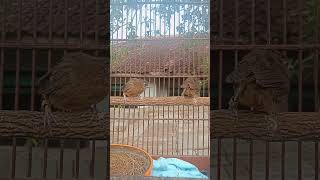 Download lagu wambi mini usia 11 hari belajar nangkring dan terbang mp3