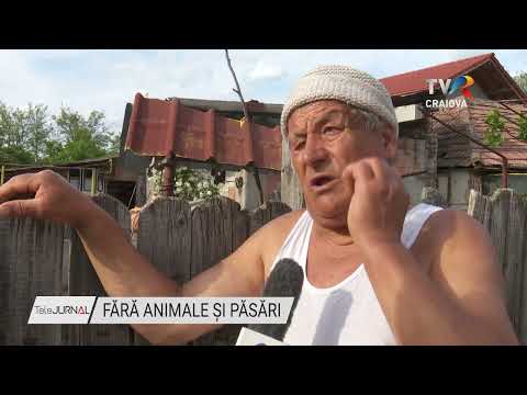 FĂRĂ ANIMALE ȘI PĂSĂRI