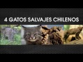 Conoce 4 gatos salvajes chilenos
