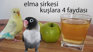 Elma Sirkesi Kuşlara 4 faydası