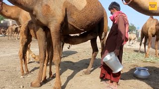 Fresh Camel Milking In Desert  Freshest Camel Milk