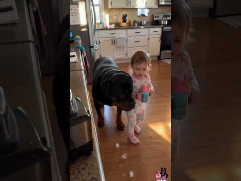 120 Pounds of Dog. Hiding From Ice. Behind a Two-Year-Old. 😂 #dog #puppy #pets #funny #baby