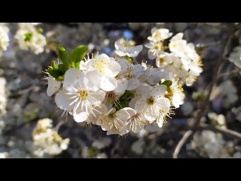 Весна и пчелки. 3 Мая 2020