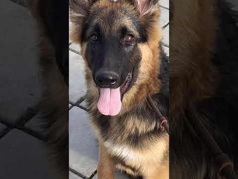 Ovee learning 1st day Skating #GSD puppy watching over #Ovee #Arrow