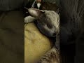 Tuxedo Cat And Grey Cat Chillin