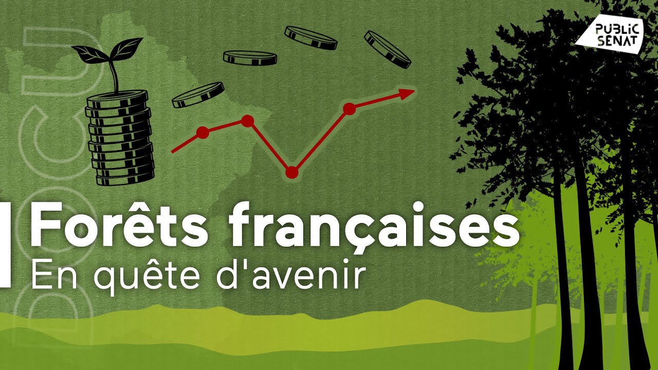 Forêts françaises, le coût de la finance verte