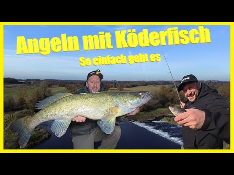 Fishing with live bait in the river - tactics and rigs for pike and zander in the river made easy!