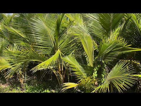 10.000 cây dừa Mã Lai Bến Tre của Minh Hậu trồng được 1 năm tuổi 0987639100