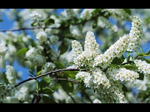 Free stock footage | Traubenkirsche Frühling | blühende Traubenkirsche