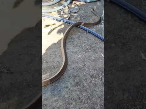 COASTAL TAIPAN! Possibly the deadliest snake on the planet in reality  #cairnslobster#snake #kuranda