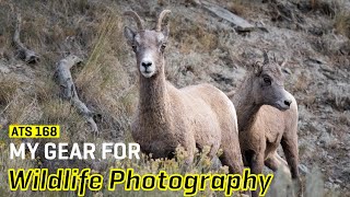 Approaching the Scene 168: My Gear For Wildlife Photography