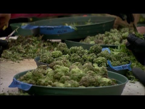 NJ Medical Marijuana