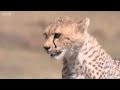 Cheetah Attacks Gazelle Big Cat Diary BBC