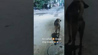 🐶 Breed Dog Owner Hitting Stray Dogs 🐕 With Stones 🪨 #Animalabuse #Innocent stray dogs