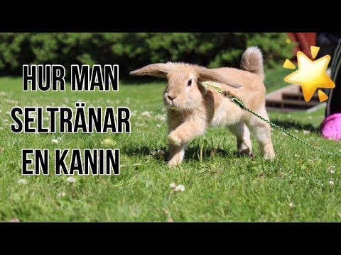 , title : 'Hur man seltränar sin kanin | HUGOS UTVECKLING'
