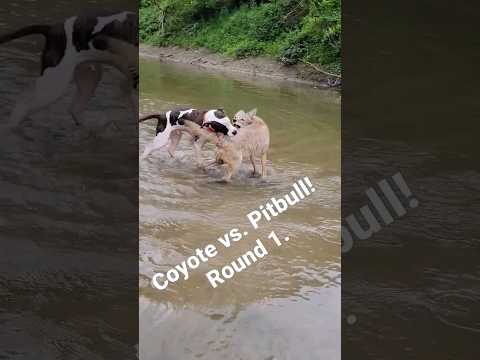 Pitbull fights wild coyote 🫣🫣