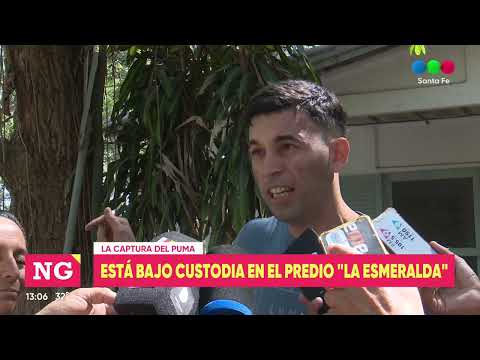 La captura del puma: está bajo custodia en el predio de "La Esmeralda"