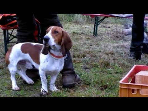 Drückjagd Eichen 2019