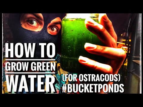 How To Grow Green Water (For Ostracods)