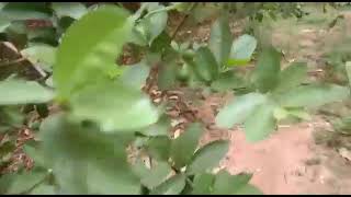  Agricultural Land for Sale in Nattarasankottai, Sivaganga