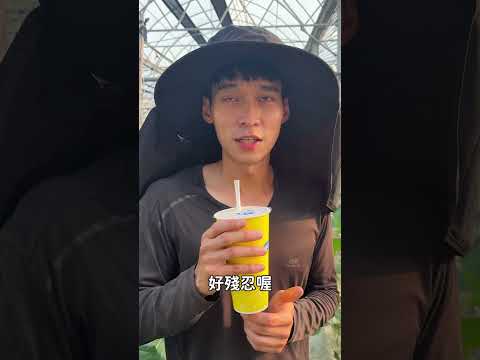 來喝五十嵐四季拿鐵換蜂蜜