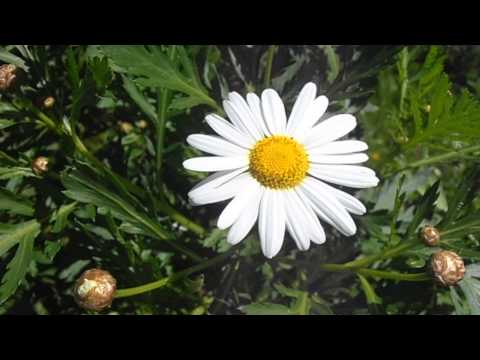 Margarita de monte: Argyranthemum broussonetti (www.riomoros.com)