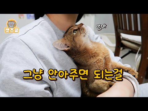 유기되고 다시 거리로 쫓겨 나가지 않으려고 집사에게 365일 하는 행동