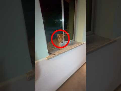 Man Found A Sleeping Tiger Cub #shortsvideo