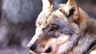 preview picture of video 'Können Wölfe Krankheiten übertragen? Wolfcenter Dörverden FAQ Videothek Wolf Niedersachsen'
