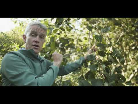 Ireland’s Native Trees - EPISODE 9 ALDER