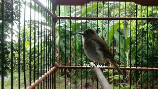 Download lagu Pancingan SRDC agar cepat ngeplong- suara SRDC Betina memanggil jantan mp3