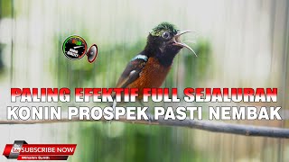 Download lagu PANCINGAN KOLIBRI NINJA PALING EFEKTIF BIKIN CEPAT GACOR KONIN OMBYOKAN FULL SEJALURAN mp3 Download lagu PANCINGAN KOLIBRI NINJA PALING EFEKTIF BIKIN CEPAT GACOR KONIN OMBYOKAN FULL SEJALURAN mp3