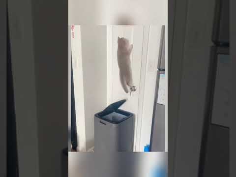 #cat Not very lucky cats!😅#cats #pet #petsfunny #catsoftiktok