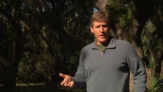 Fox Squirrels in the Lowcountry