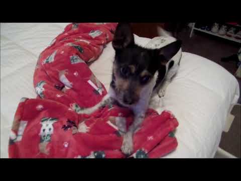 Nicholas -  Watch my Video!, an adopted Fox Terrier & Parson Russell Terrier Mix in Pasadena, CA_image-1