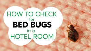 How to Check for Bed Bugs in a Hotel Room | Consumer Reports