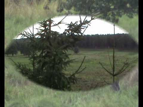 Gigantischer Anblick auf der Brunftwiese!