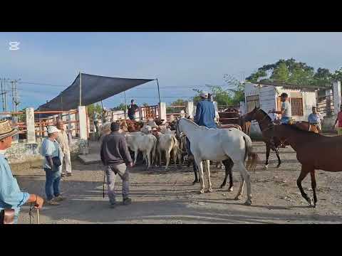 Feria Ganadera Yacopí Cundinamarca. 29/08/25