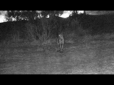 Djuma: Lone Hyena - 04:46 - 09/19/18