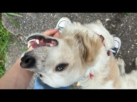 TOBBY LLEGA A LA CASA 🏠