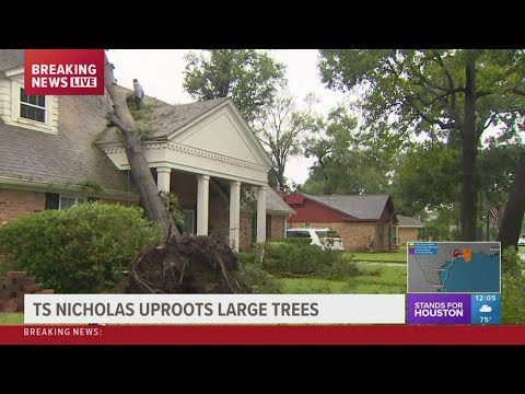 'The whole house shook' | Tree uprooted by Nicholas falls on family home in east Houston