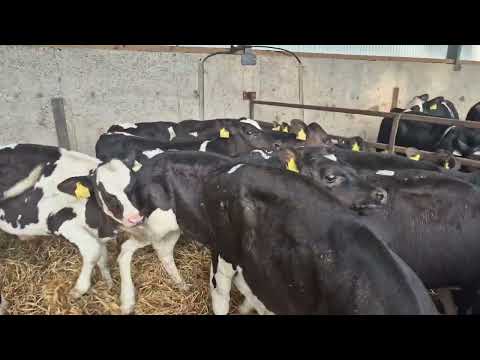 20 Proper Reared Friesian bulls for sale - Image 2