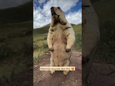 Marmot sounds like this ???????? #trending #marmot #shorts #mybloopers