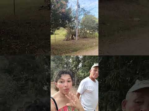 Barro Prieto, en Calobre de Veraguas.