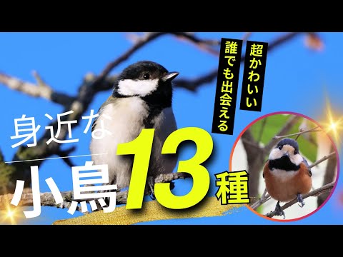 文字通りかわいい鳥たち